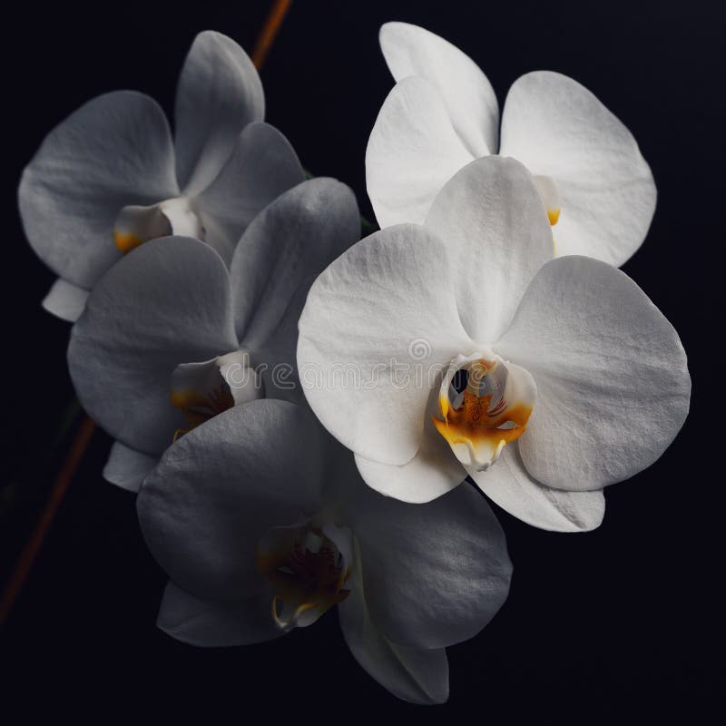 Flores de una orqu?dea blanca aislada en un fondo negro foto de archivo libre de regalías Flores de una orqu?dea blanca aislada en un fondo negro foto de archivo libre de regalías