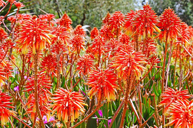 Flores de vera do aloés imagem de stock royalty free Flores de vera do aloés imagem de stock royalty free