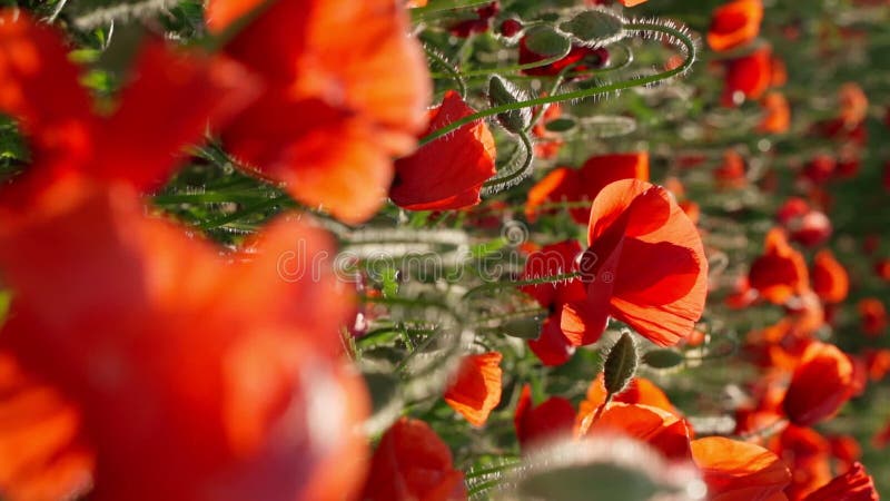 Flores de verano rojas video vertical cámara lenta almacen de metraje de vídeo