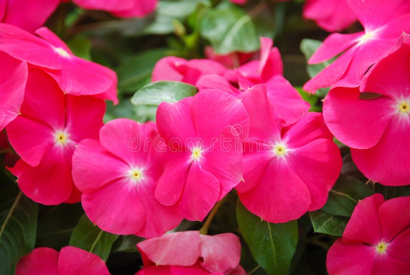 Flores De Vinca De Foliage Flores De Vinca Rosa Flores De Madagascar  Periwinkle Foto de archivo - Imagen de rosa, color: 192360964