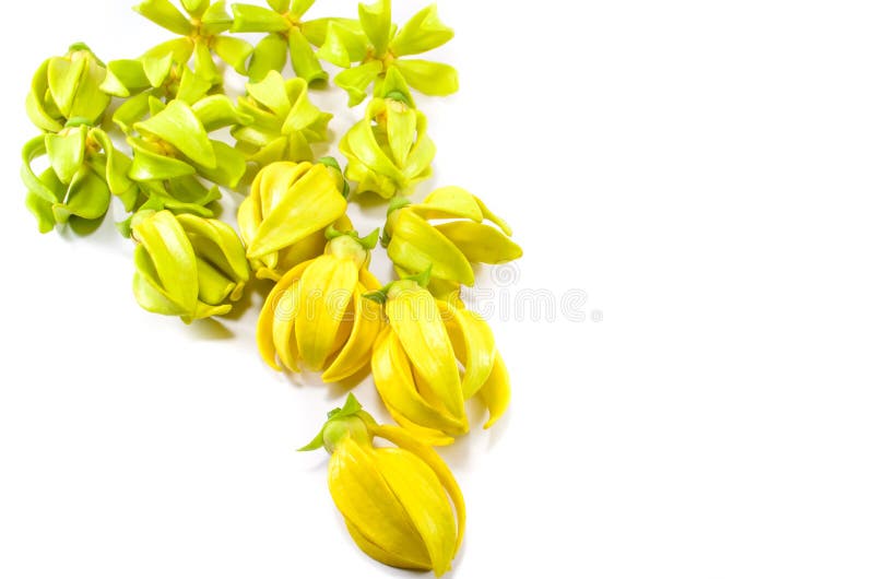 Flores de Ylang Ylang imagen de archivo libre de regalías Flores de Ylang Ylang imagen de archivo libre de regalías