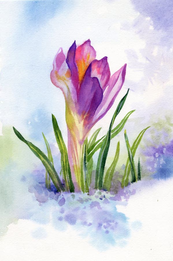 Flores del azafrán de la primavera en nieve libre illustration Flores del azafrán de la primavera en nieve libre illustration