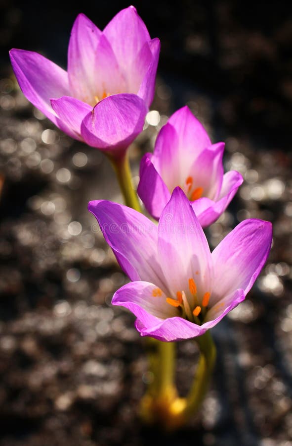 Download Flores Del Azafrán En Sol De La Primavera Foto de archivo - Imagen de vertical, blanco: 44856064