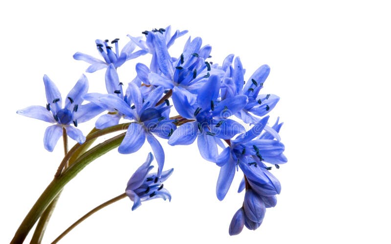 Flores del azul de la primavera foto de archivo