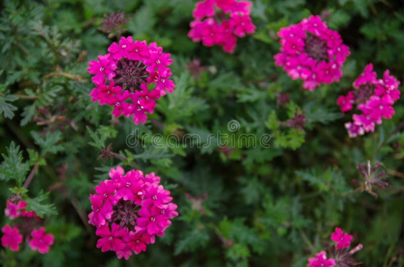 Flores del brezo en mi parte 2 del jardín imagen de archivo libre de regalías Flores del brezo en mi parte 2 del jardín imagen de archivo libre de regalías