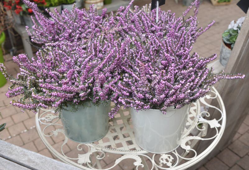 Flores del Calluna rosado vulgaris en pote imagen de archivo libre de regalías Flores del Calluna rosado vulgaris en pote imagen de archivo libre de regalías