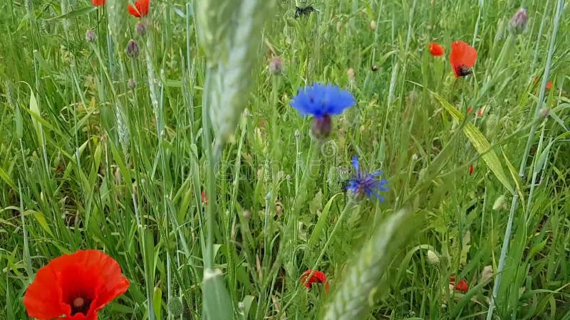 Flores del campo Amapolas rojas y acianos azules Una variedad de hierbas y de espiguillas en un día de verano Paseo fuera de la c