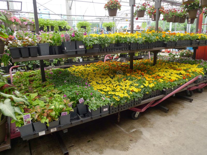 Flores Del Centro De Jardinería De Lowes En Primavera Foto de archivo