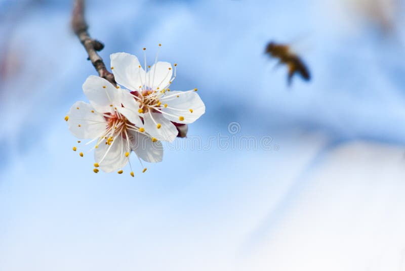 Spring cherry-tree flowers with nice little bee. Spring cherry-tree flowers with nice little bee