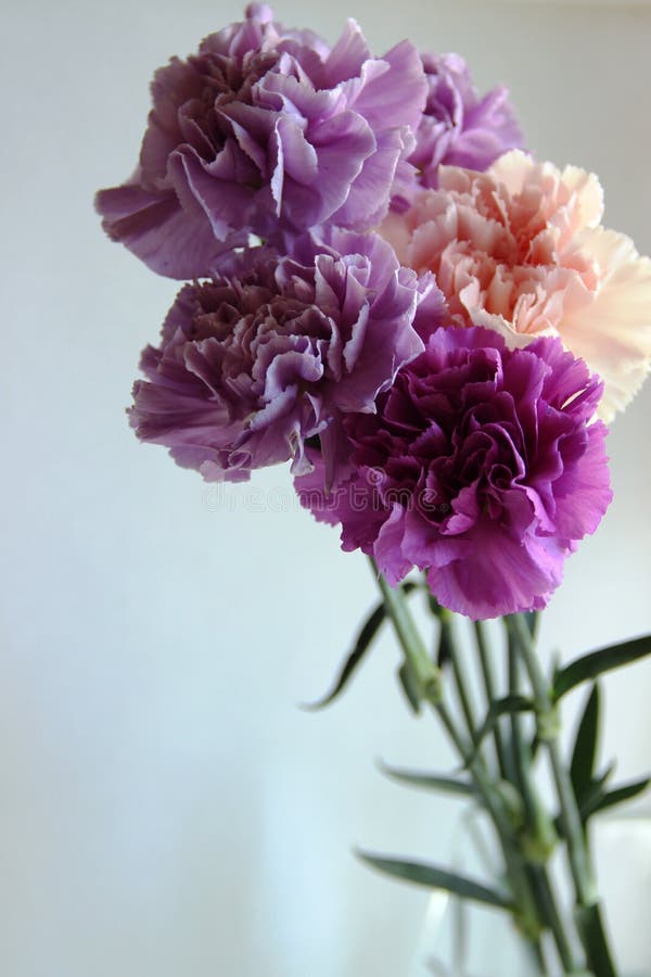 Flores Del Clavel Ramo De Cinco Flores Del Clavel Violeta, Lila Y