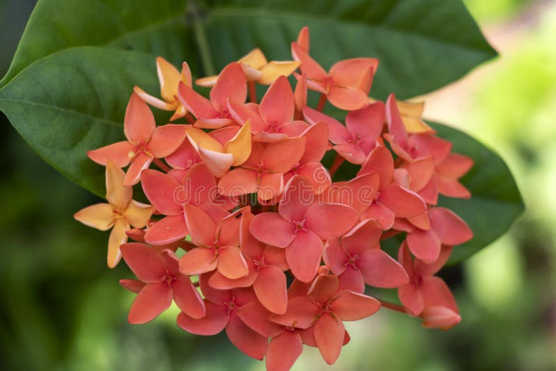 Flores del coccinea de Ixora o geranio de la selva o llama lindo anaranjado rojo del bosque de la selva fotografía de archivo libre de regalías Flores del coccinea de Ixora o geranio de la selva o llama lindo anaranjado rojo del bosque de la selva fotografía de archivo libre de regalías