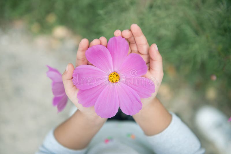 Flores del cosmos en mano del niño fotografía de archivo libre de regalías Flores del cosmos en mano del niño fotografía de archivo libre de regalías