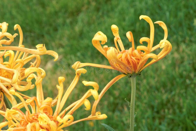 Flores del crisantemo