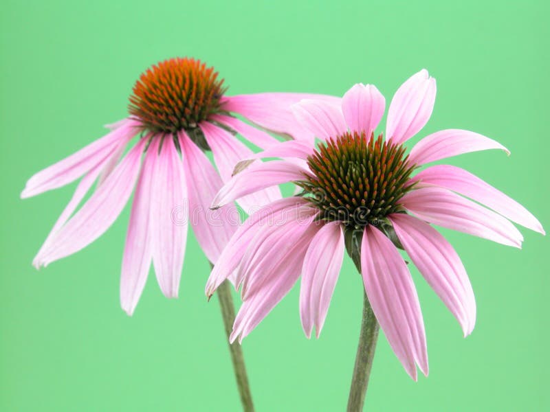 Flores del Echinacea fotos de archivo libres de regalías