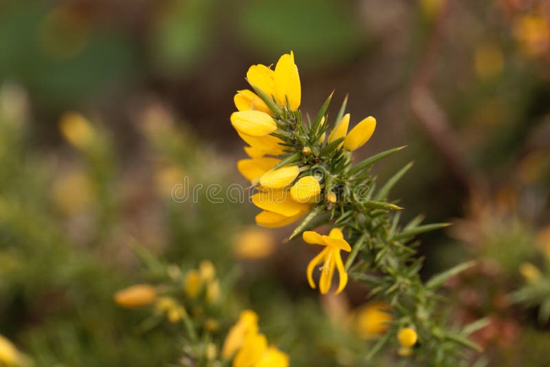  Flores del europaeus común del Ulex de la aulaga imágenes de archivo libres de regalías