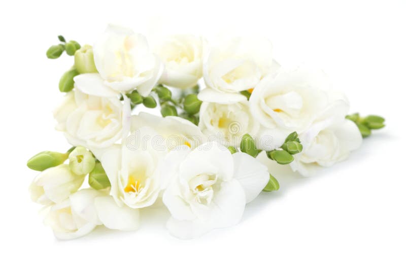 Flores del Freesia imagenes de archivo Flores del Freesia imagenes de archivo