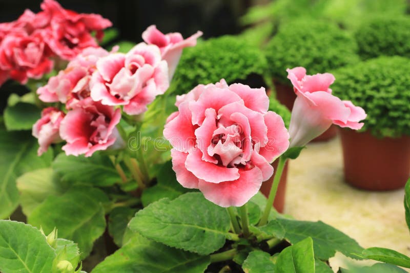 Flores Del Gloxinia Fotos de stock - Fotos libres de regalías de Dreamstime