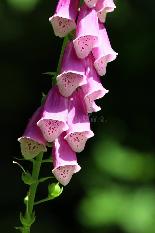 Flores del guante púrpura Holanda de la dedalera o de la señora fotografía de archivo libre de regalías Flores del guante púrpura Holanda de la dedalera o de la señora fotografía de archivo libre de regalías