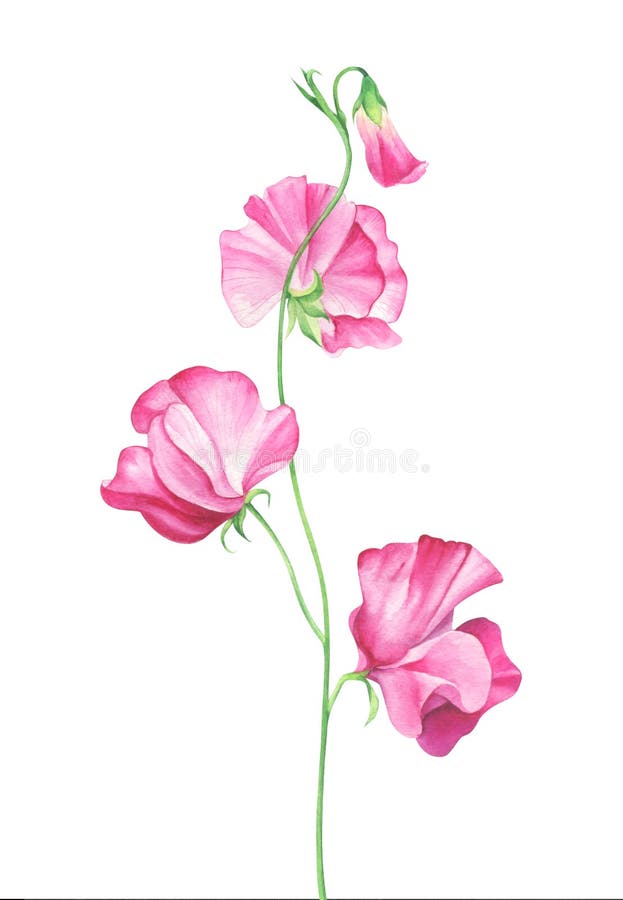 Flores Del Guisante De Olor De La Acuarela En El Fondo Blanco Stock de ilustración - Ilustración de primavera, planta: 90174730 Flores Del Guisante De Olor De La Acuarela En El Fondo Blanco Stock de ilustración - Ilustración de primavera, planta: 90174730