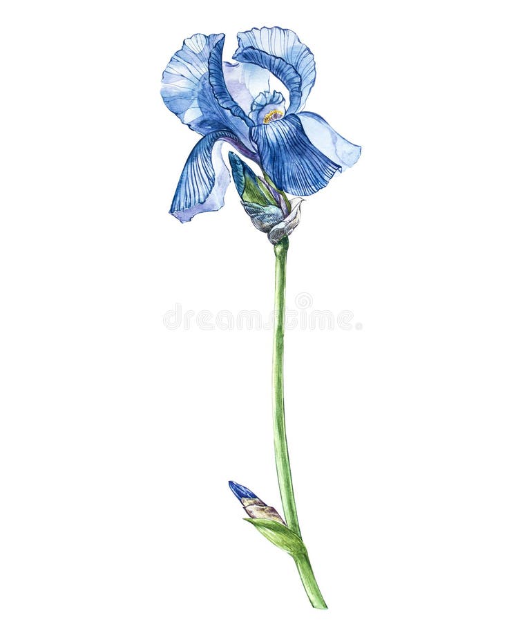 Flores del iris Ejemplo botánico dibujado mano de la acuarela de las flores aisladas en un fondo blanco libre illustration Flores del iris Ejemplo botánico dibujado mano de la acuarela de las flores aisladas en un fondo blanco libre illustration