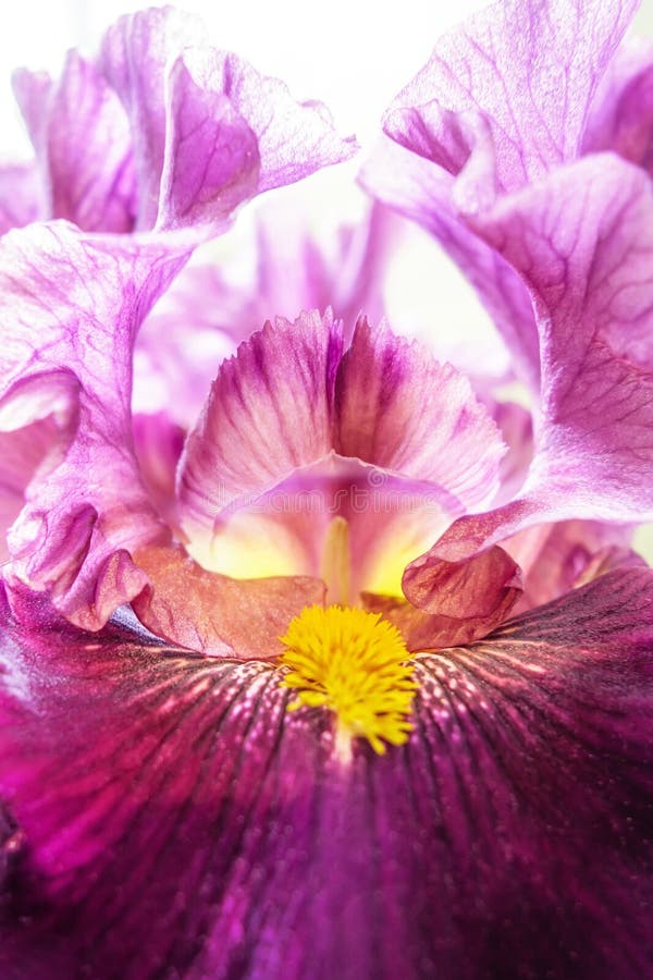 Flores del iris japonés imagenes de archivo Flores del iris japonés imagenes de archivo