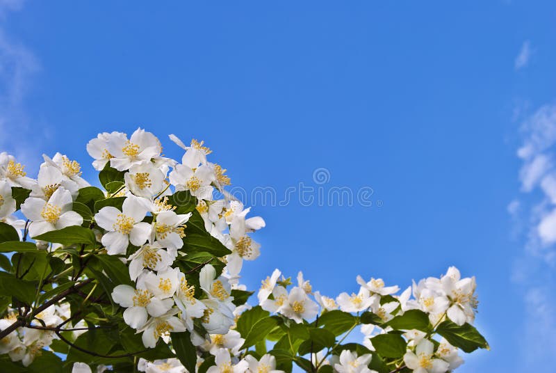 Flores Del Jazmín Contra El Cielo Azul. Imagen de archivo - Imagen de  arbustos, sabor: 31500509
