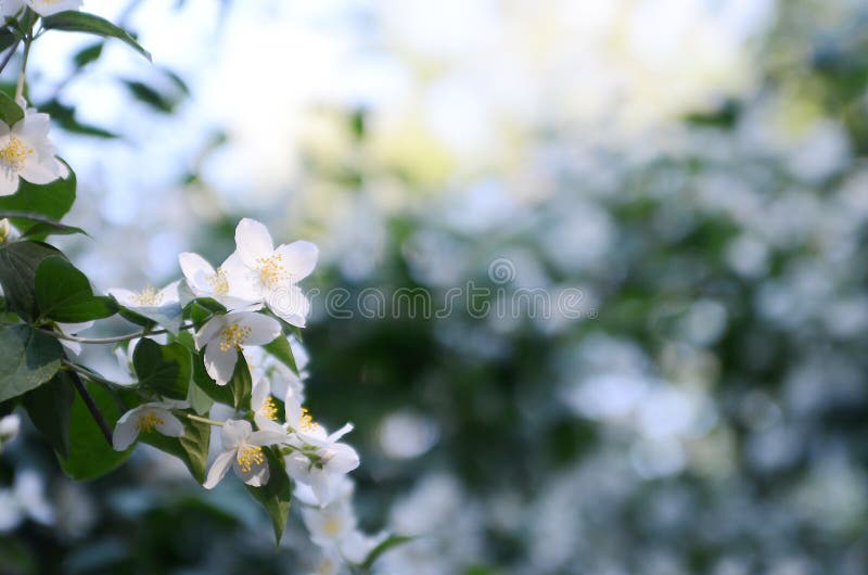 Flores del jazmín por la tarde fotografía de archivo Flores del jazmín por la tarde fotografía de archivo