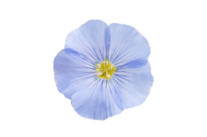 Flores del lino aisladas fotografía de archivo libre de regalías