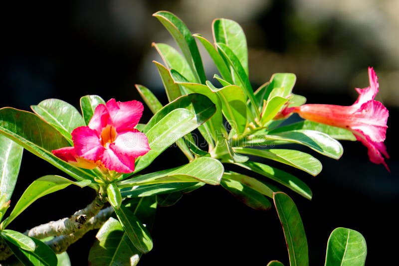 Flores del lirio de impala Lirio de impala El desierto subió flor del trópico imagen de archivo libre de regalías Flores del lirio de impala Lirio de impala El desierto subió flor del trópico imagen de archivo libre de regalías