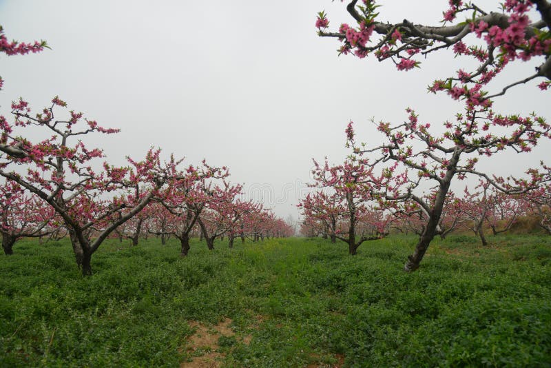 Flores del melocotón, hierba verde, y cielo imagenes de archivo Flores del melocotón, hierba verde, y cielo imagenes de archivo