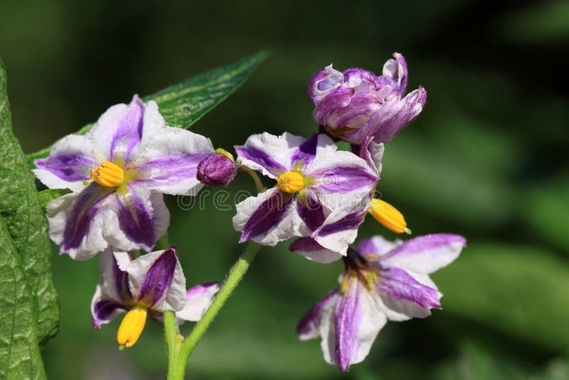 Flores del muricatum de la solanácea imagenes de archivo Flores del muricatum de la solanácea imagenes de archivo