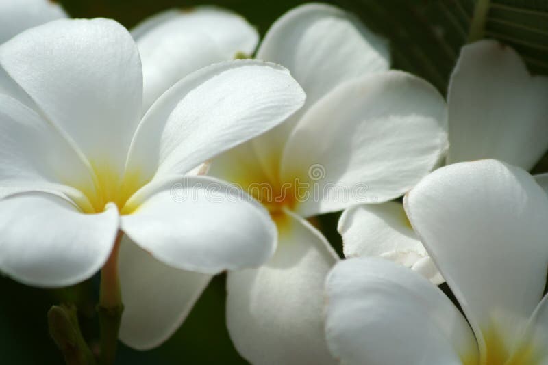 Flores del Plumeria imagen de archivo Flores del Plumeria imagen de archivo