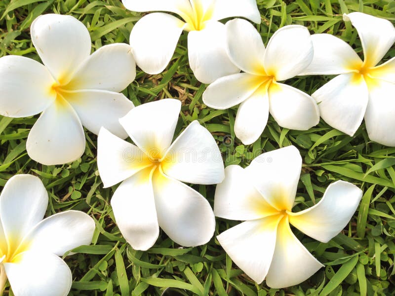 Flores del Plumeria en el fondo del verde de hierba, Leelavadee fotos de archivo Flores del Plumeria en el fondo del verde de hierba, Leelavadee fotos de archivo