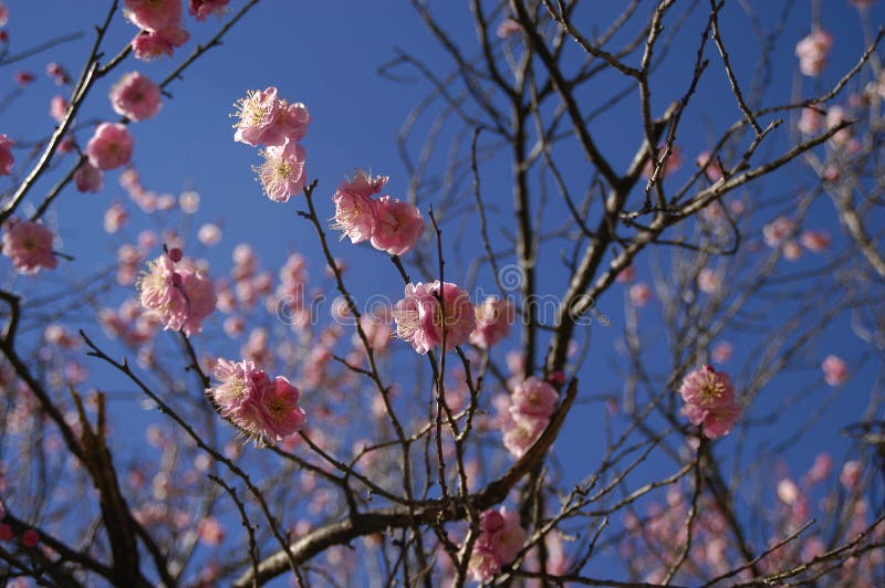 Flores del resorte. Árbol floreciente en resorte