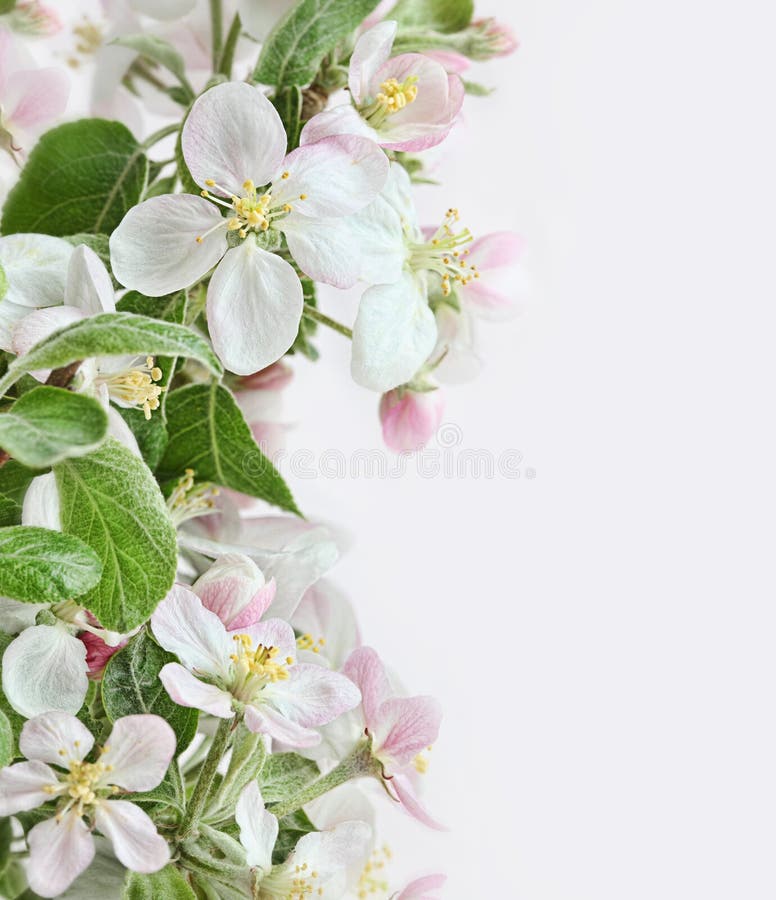 Flores del resorte en fondo blanco rosado foto de archivo Flores del resorte en fondo blanco rosado foto de archivo