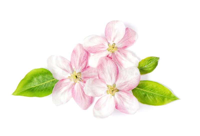 Flores del resorte plano del verde del flor del manzano imágenes de archivo libres de regalías Flores del resorte plano del verde del flor del manzano imágenes de archivo libres de regalías