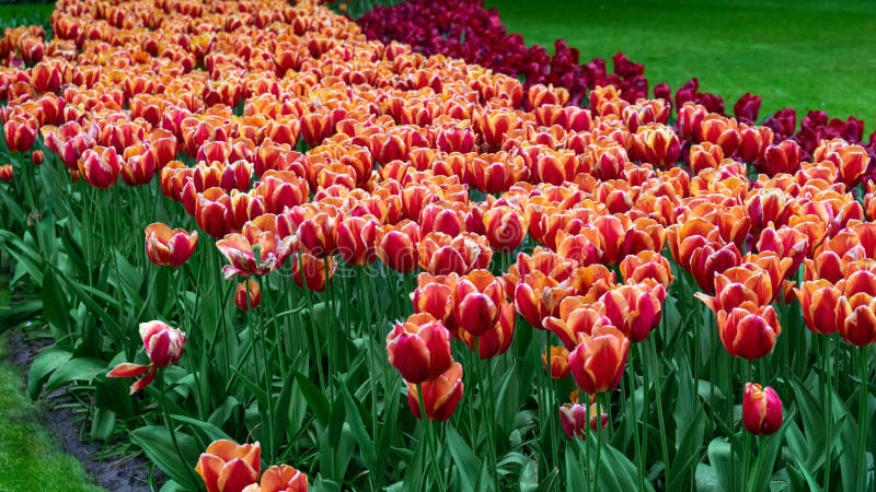 Flores del rosa y blancas del tulipán en el jardín de la primavera, parque imagenes de archivo Flores del rosa y blancas del tulipán en el jardín de la primavera, parque imagenes de archivo
