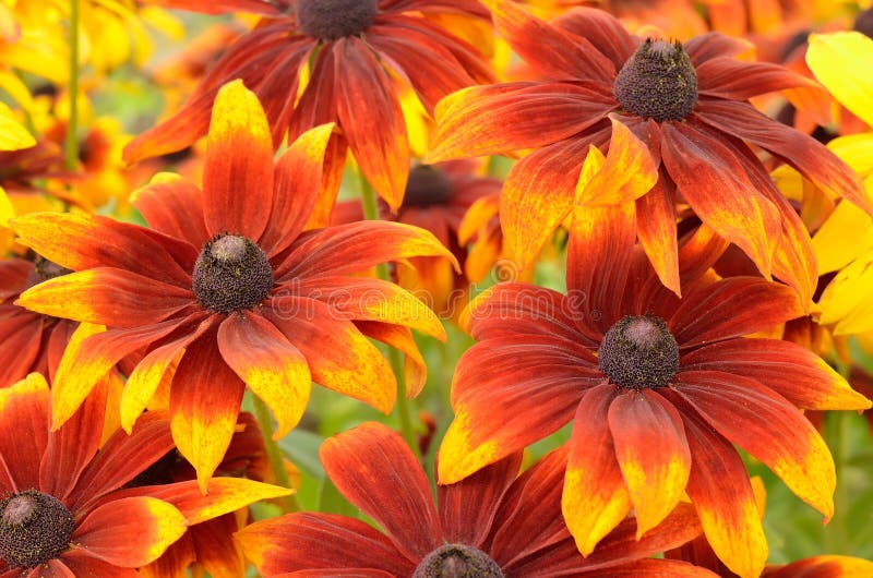Flores del Rudbeckia fotografía de archivo Flores del Rudbeckia fotografía de archivo