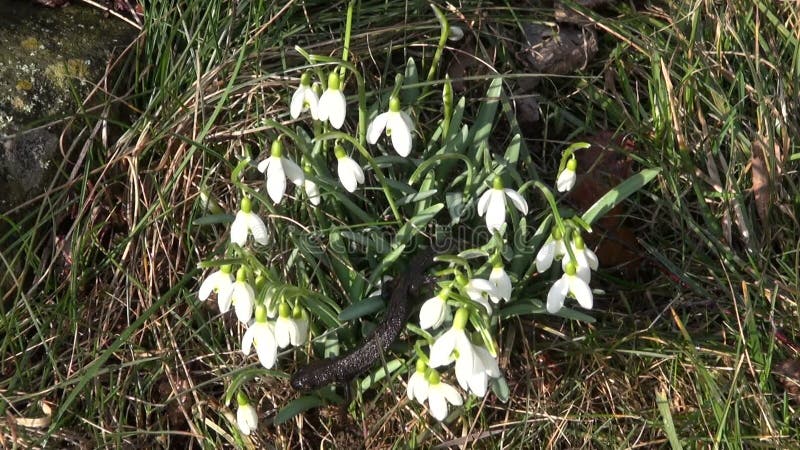 Flores del snowdrop de la primavera y gran cristatus con cresta del Triturus del newt almacen de metraje de vídeo