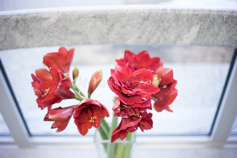 Flores del soporte coralino vivo del color en un florero por la ventana imagen de archivo libre de regalías Flores del soporte coralino vivo del color en un florero por la ventana imagen de archivo libre de regalías