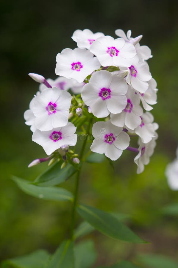 Flores del verano fotografía de archivo libre de regalías Flores del verano fotografía de archivo libre de regalías