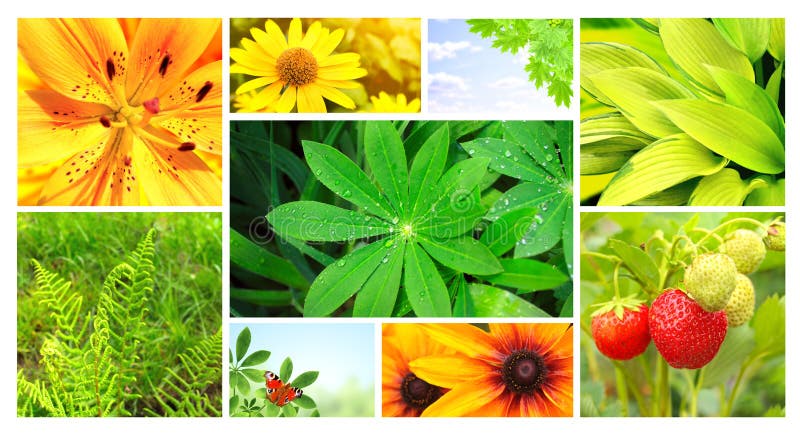 Flores del verano, hojas del verde y mariposa imagen de archivo libre de regalías Flores del verano, hojas del verde y mariposa imagen de archivo libre de regalías