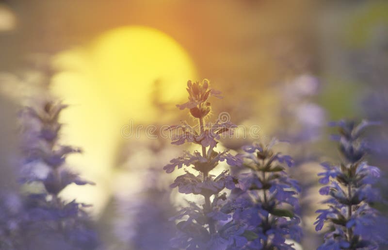 Flores delicadamente azuis do ajuga no jardim no fundo do nascer do sol