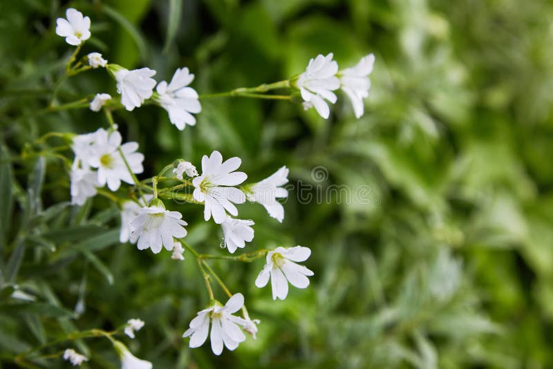 Flores delicadas del stellaria blanco Crecimiento del Stellaria en campo foto de archivo libre de regalías Flores delicadas del stellaria blanco Crecimiento del Stellaria en campo foto de archivo libre de regalías