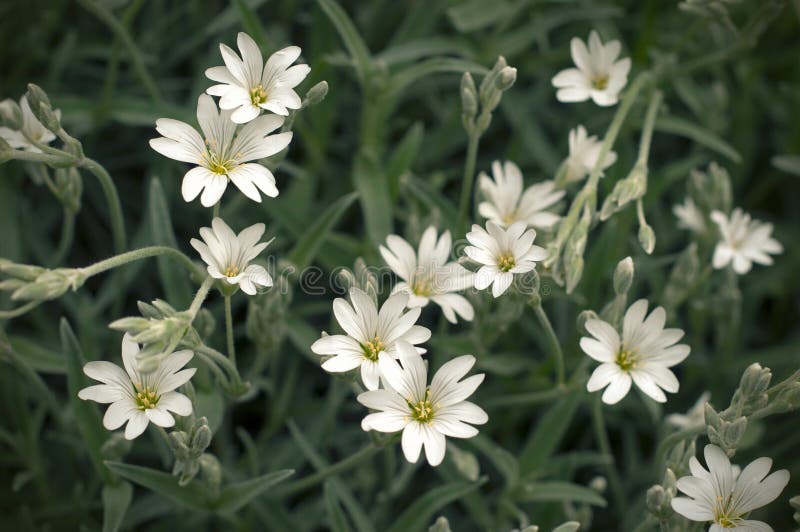 Flores delicadas del stellaria blanco Crecimiento del Stellaria en el campo, Caryophillaceae foto de archivo libre de regalías Flores delicadas del stellaria blanco Crecimiento del Stellaria en el campo, Caryophillaceae foto de archivo libre de regalías