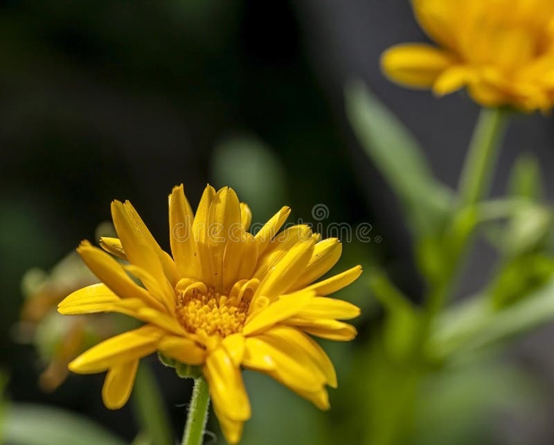 Flores Delicadas E Deliciosas Do Calendário Amarelo No Jardim Sobre Fundo  Natural Embaçado Imagem de Stock - Imagem de haste, campo: 227010257