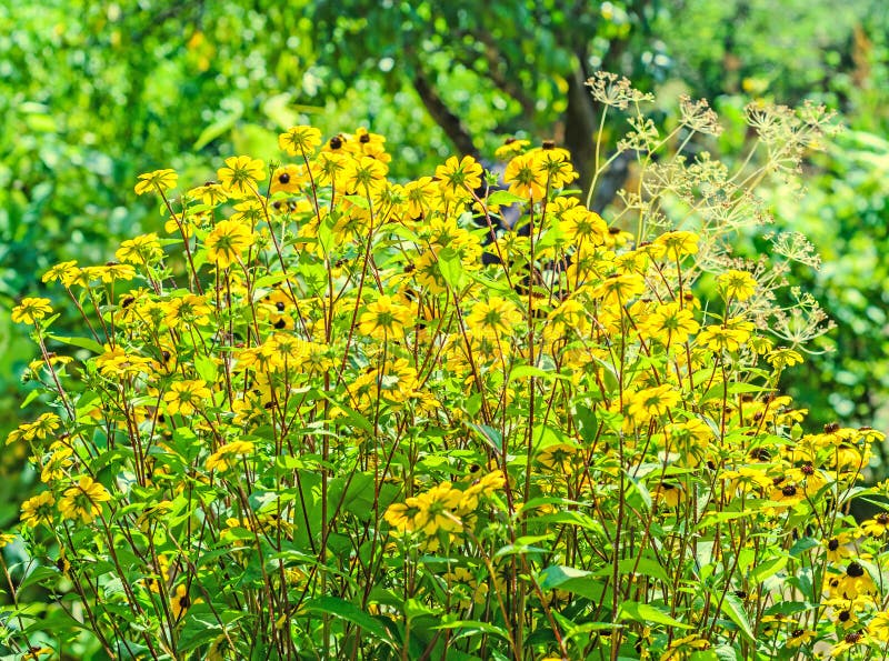 Flores do amarelo do triloba do Rudbeckia foto de stock royalty free Flores do amarelo do triloba do Rudbeckia foto de stock royalty free