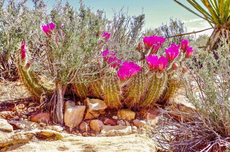 Closeup of cactus blooms at the end of April and early May on the trails towards Potato Knoll, in Red Rock Conservation Area, just outside of Las Vegas, Nevada. Closeup of cactus blooms at the end of April and early May on the trails towards Potato Knoll, in Red Rock Conservation Area, just outside of Las Vegas, Nevada