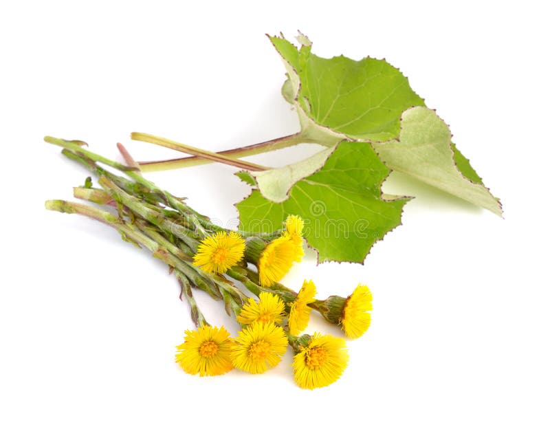 Flores do Coltsfoot com os leawes isolados fotografia de stock royalty free Flores do Coltsfoot com os leawes isolados fotografia de stock royalty free