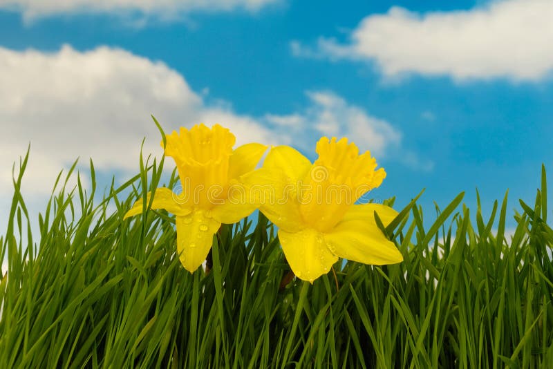 Daffodil flowers in green grass. In the background you can see a blue and cloudy sky. Daffodil flowers in green grass. In the background you can see a blue and cloudy sky.